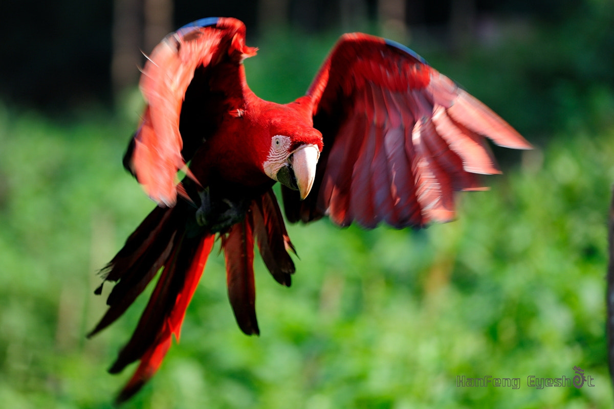Nikon D700 + Nikon AF Micro-Nikkor 200mm F4D ED-IF sample photo. 鹦鹉 photography