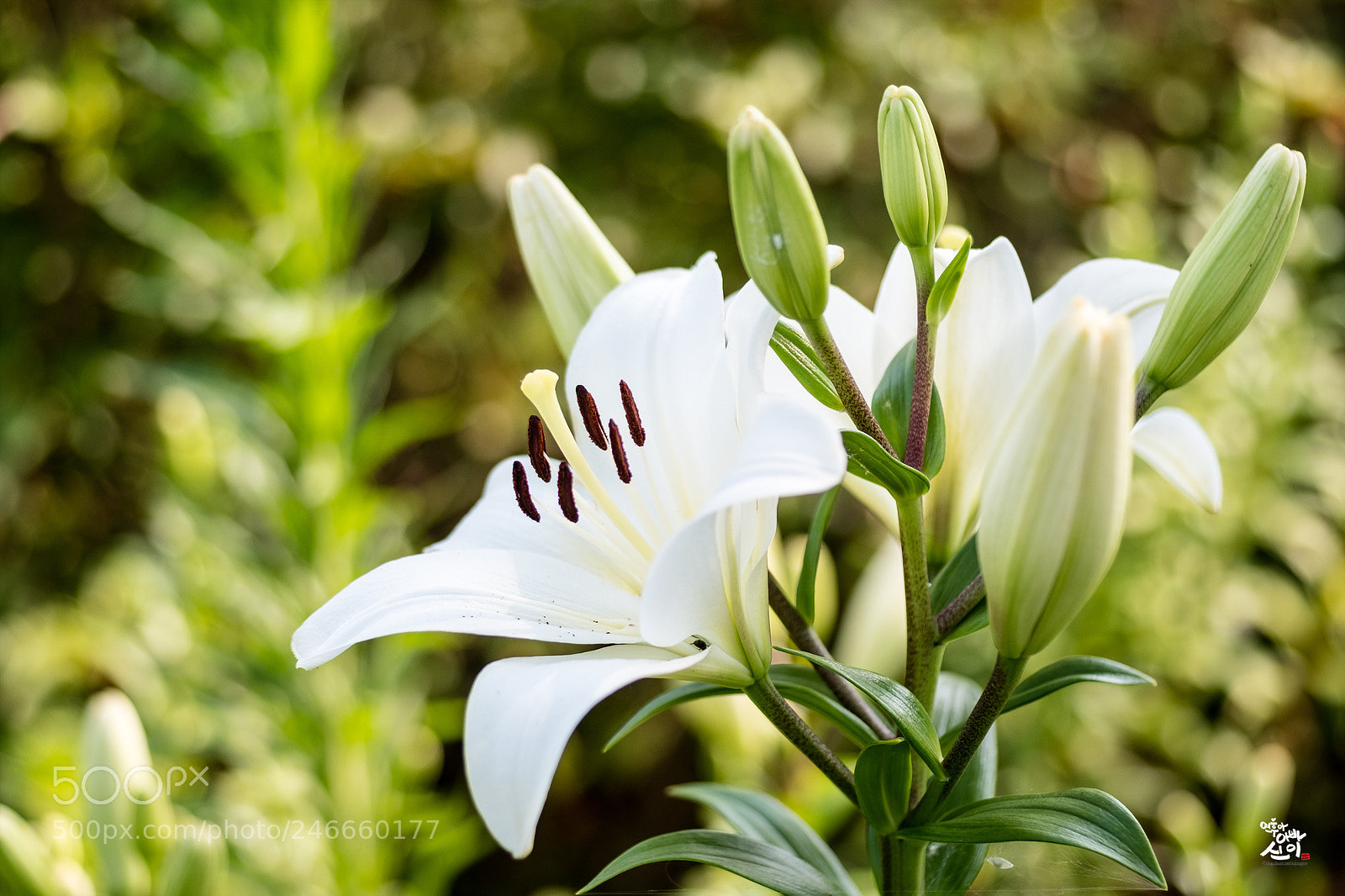 Fujifilm X-T2 sample photo. Lily photography