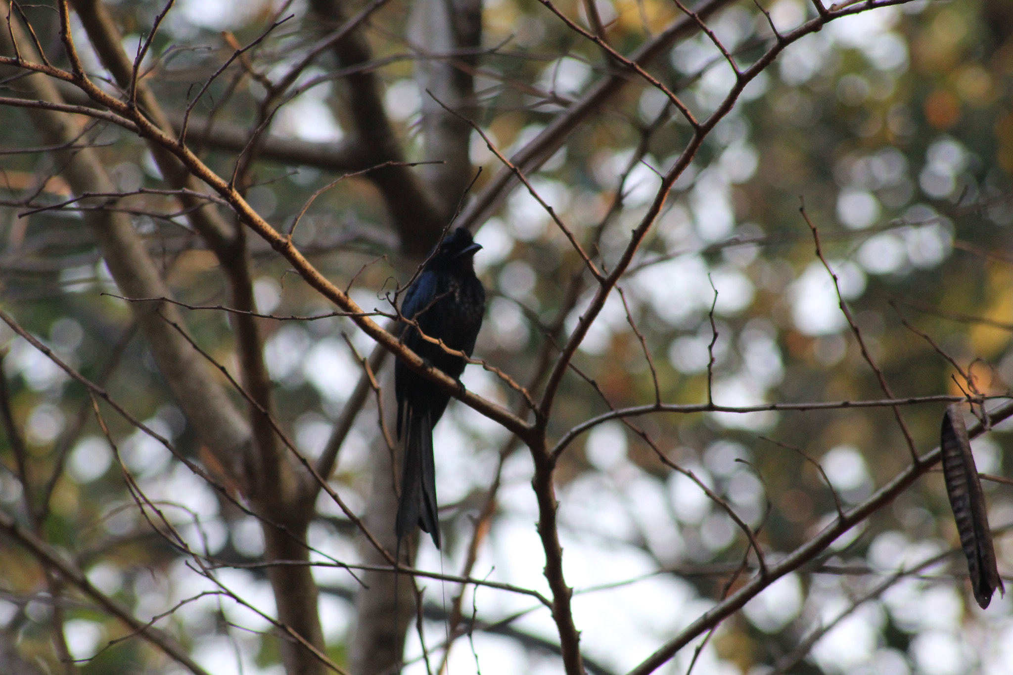 Canon EOS 1300D (EOS Rebel T6 / EOS Kiss X80) sample photo. Beautiful like a beatles' song photography