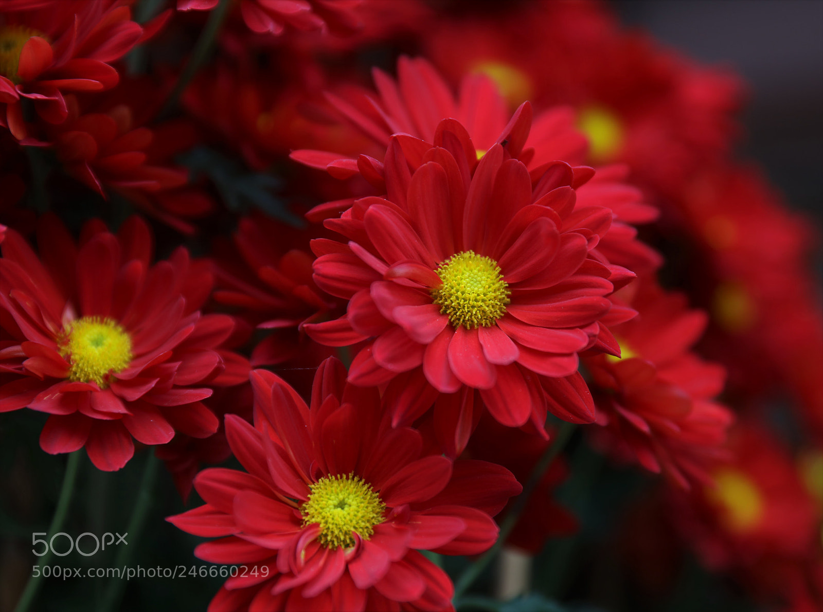 Canon EOS 5DS R sample photo. Red photography