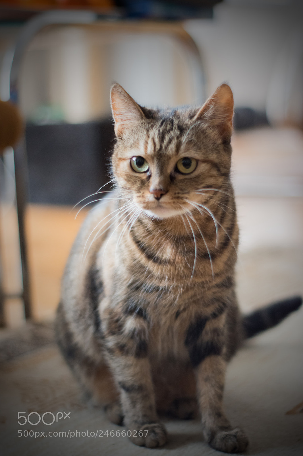 Nikon D5600 sample photo. Serious photography