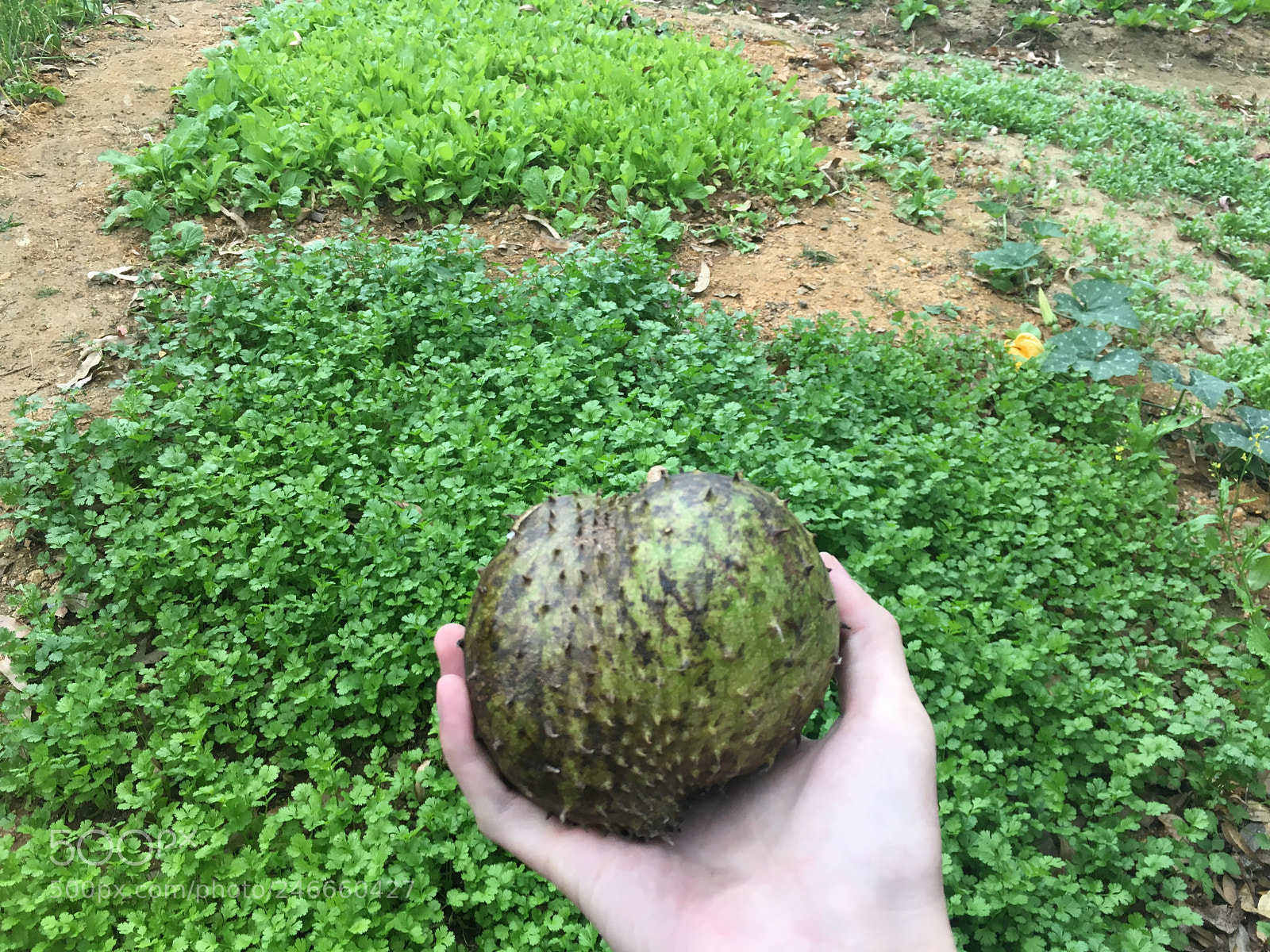 Apple iPhone 6s sample photo. Annona muricata photography