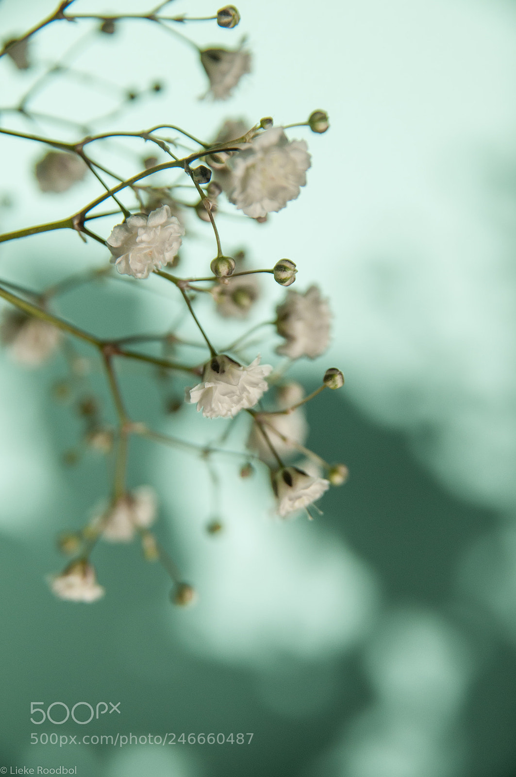 Nikon D300 sample photo. White little flowers photography
