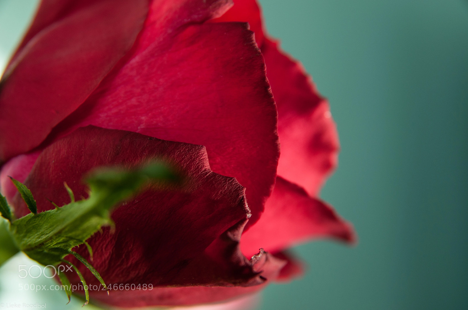 Nikon D300 sample photo. Rose photography