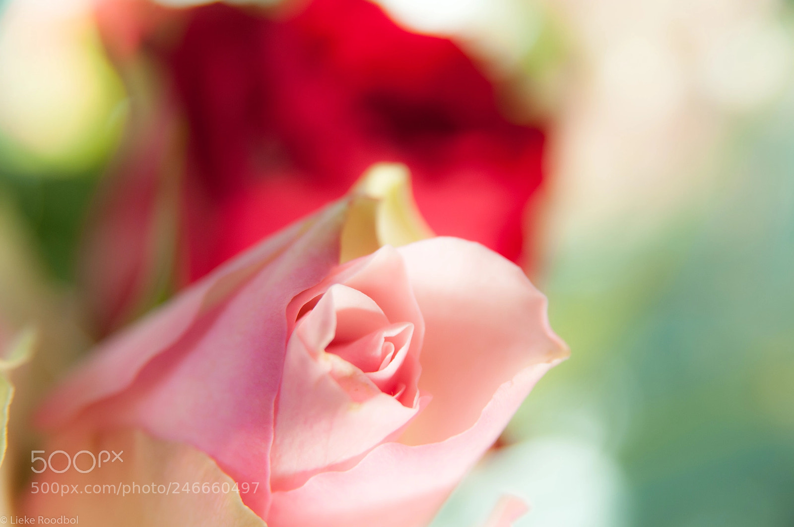 Nikon D300 sample photo. Roses photography