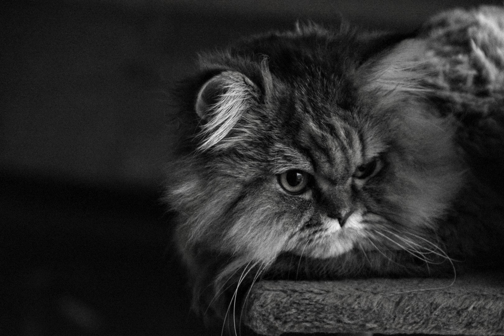 Nikon D5600 sample photo. Curious minnie photography