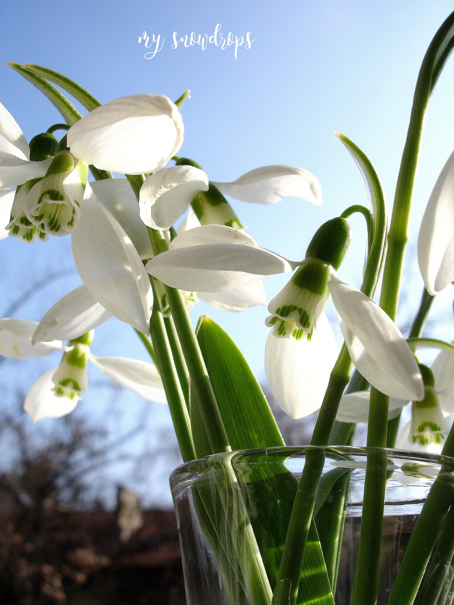 Sony DSC-P200 sample photo. Snowdrop photography