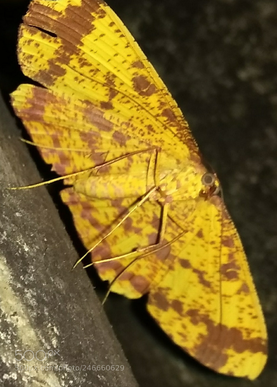 Xiaomi MI MAX sample photo. Untitled photography