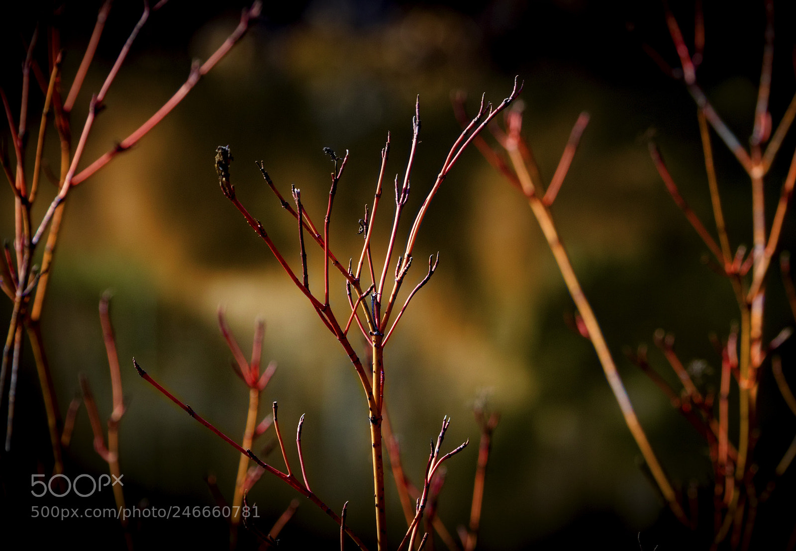 Canon EOS 7D Mark II sample photo. Golden twigs photography