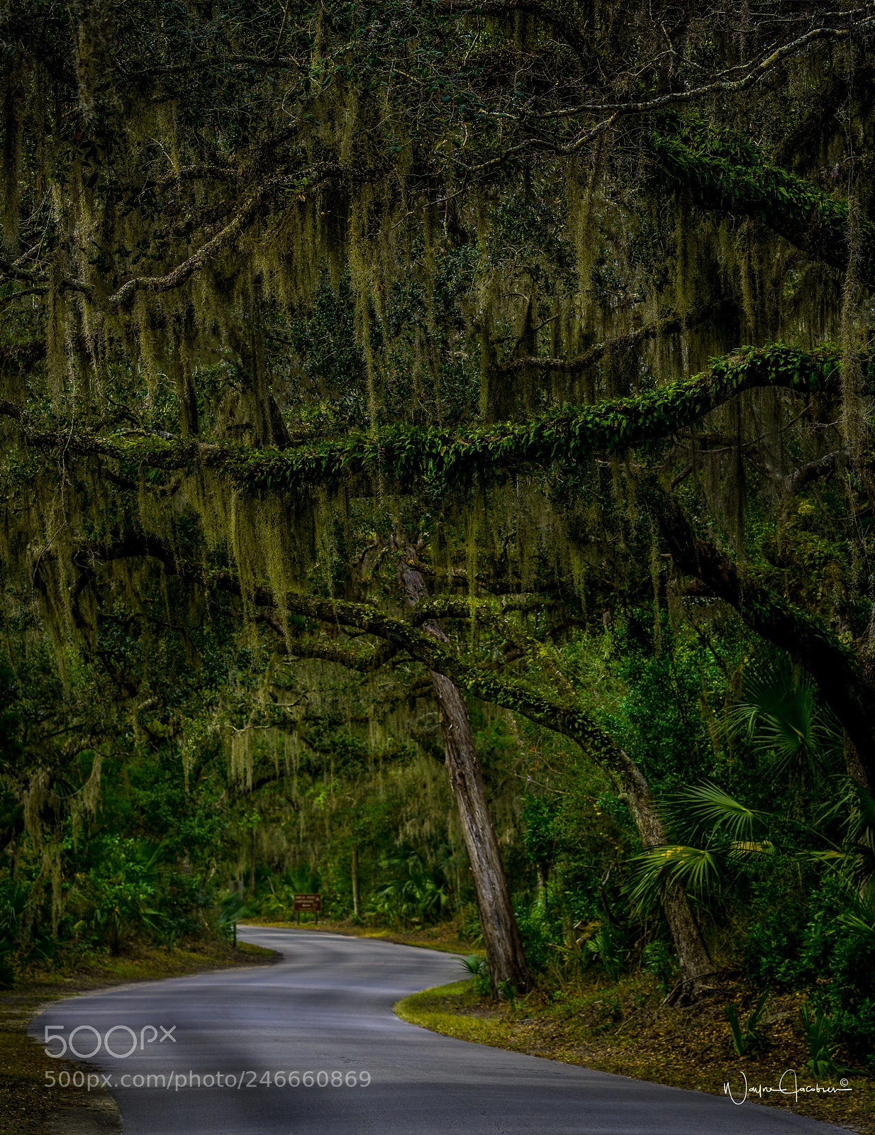 Sony a6500 sample photo. Spanish moss photography