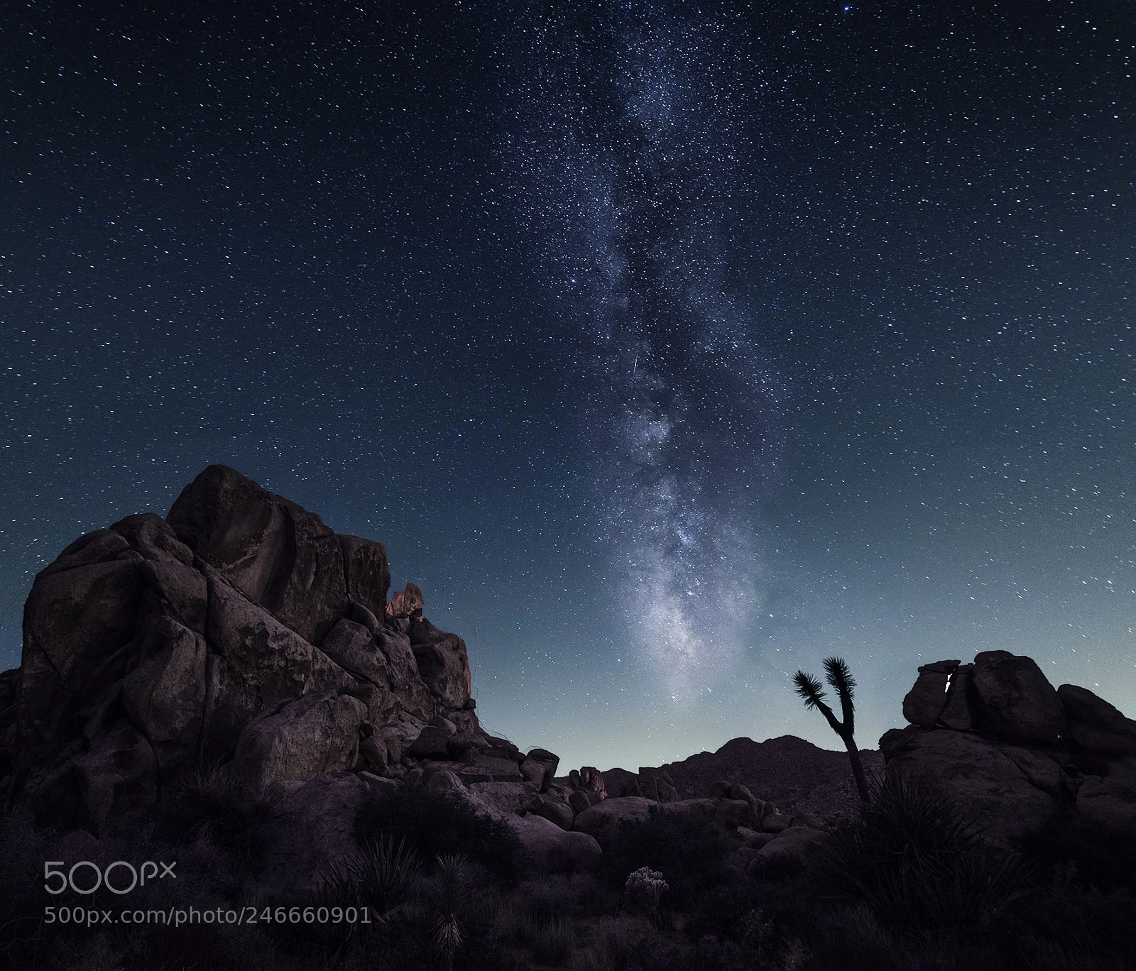 Nikon D810 sample photo. Milky way in joshua photography