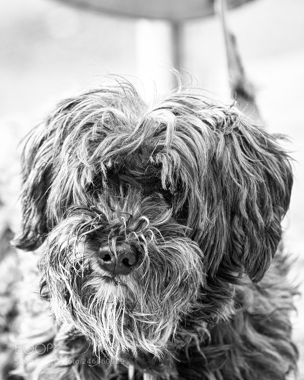 Olympus OM-D E-M1 Mark II sample photo. Shaggy photography