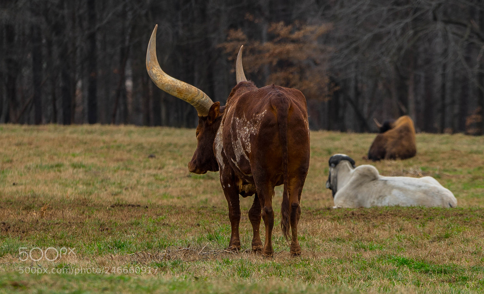 Sony a7 II sample photo. Horns photography