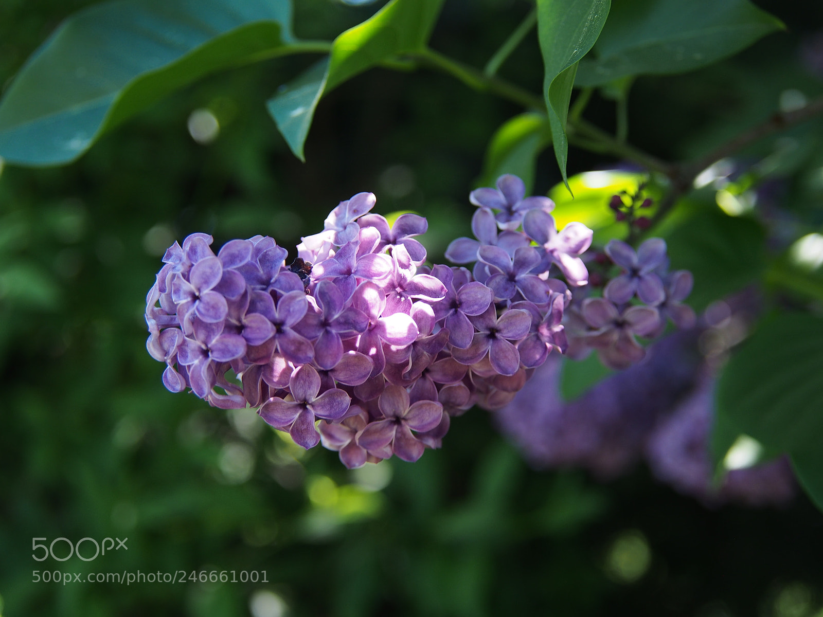 Olympus PEN E-PL5 sample photo. Purple lilac bush. photography