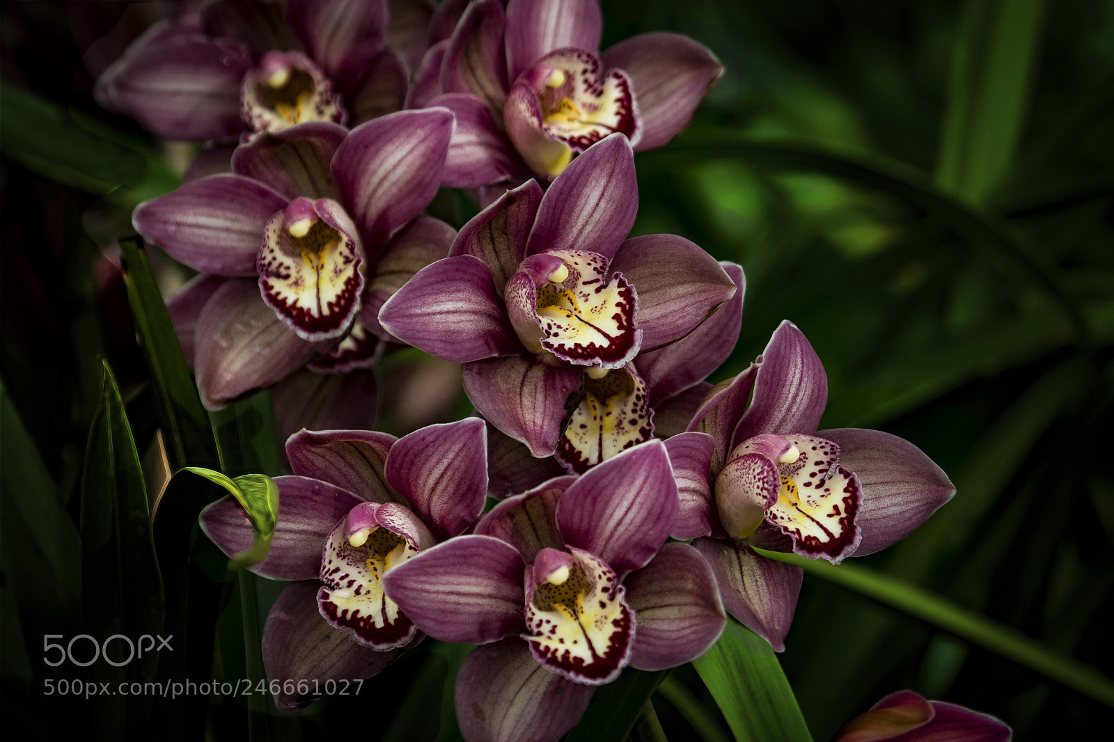 Canon EOS 7D Mark II sample photo. In bloom photography