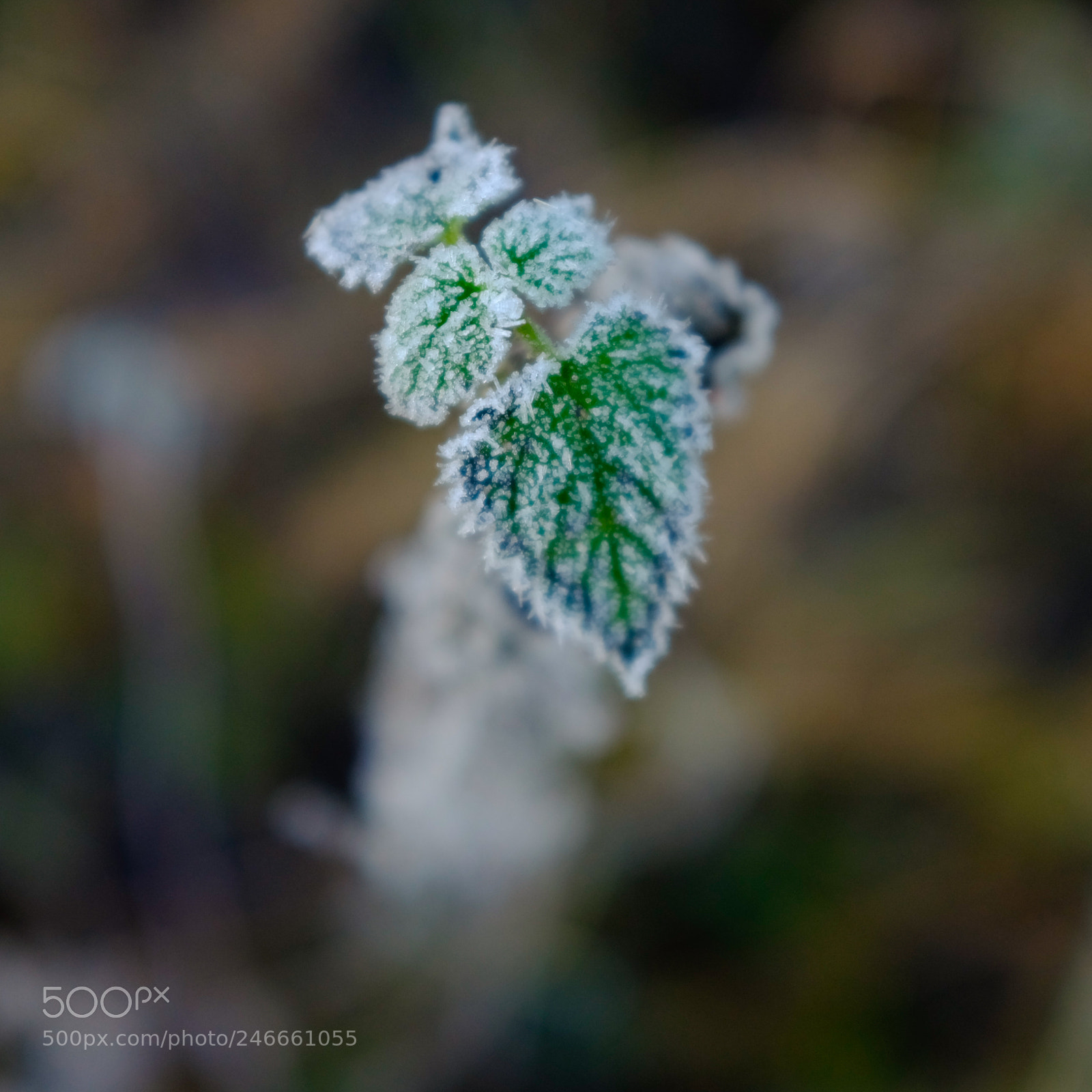 Fujifilm X100S sample photo. Weed in frost photography