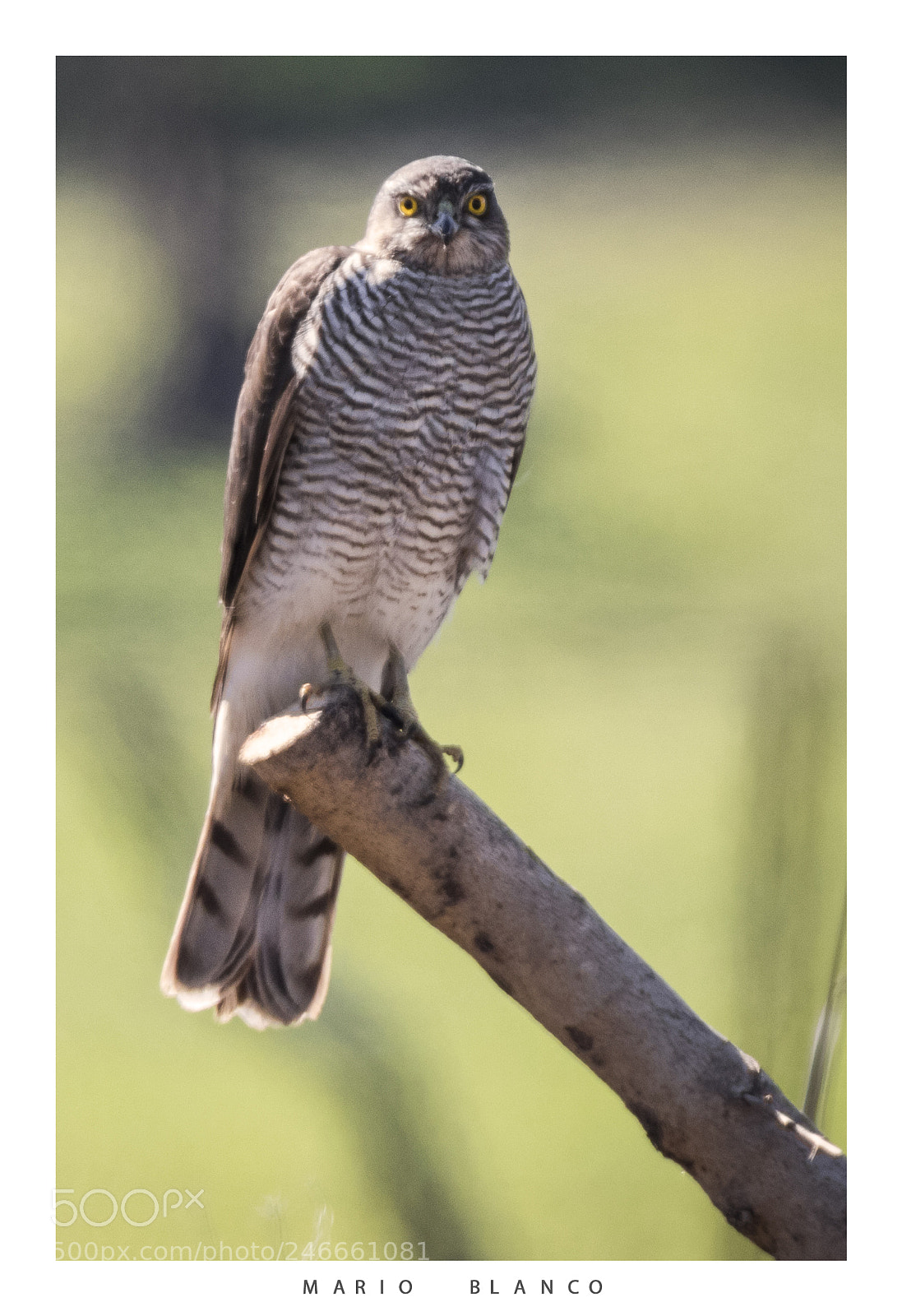 Canon EOS 7D Mark II sample photo. Where is the sparrow?? photography