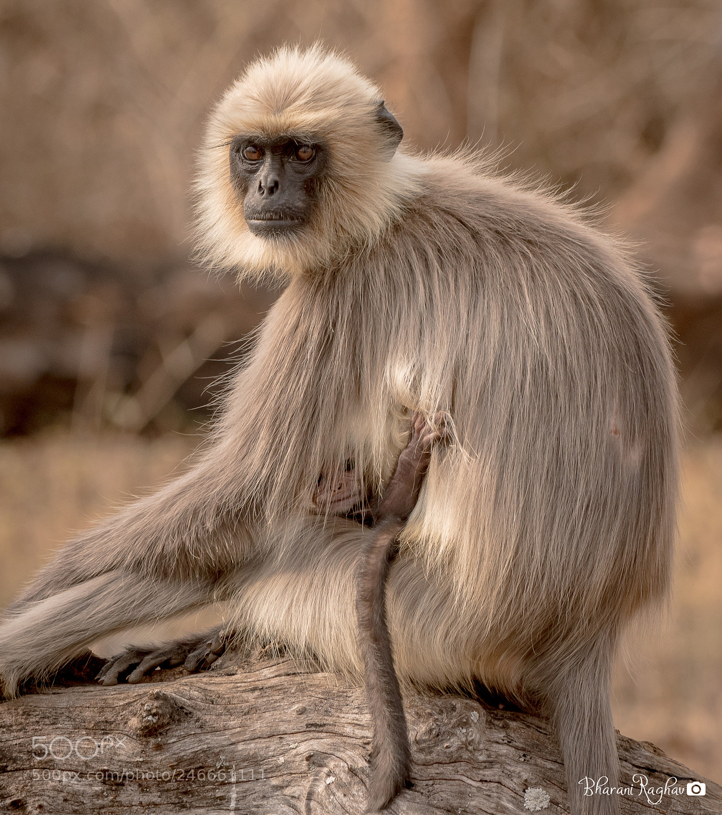 Nikon D500 sample photo. Langur and kid photography