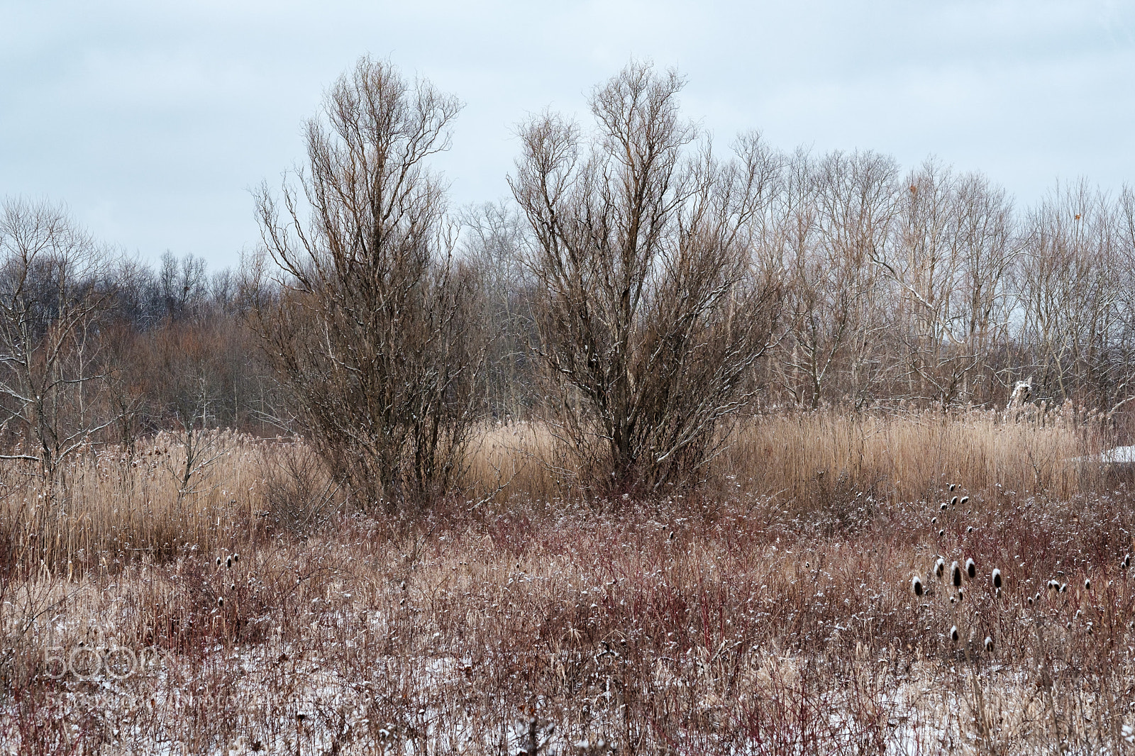 Fujifilm X-T2 sample photo. Two bushes photography