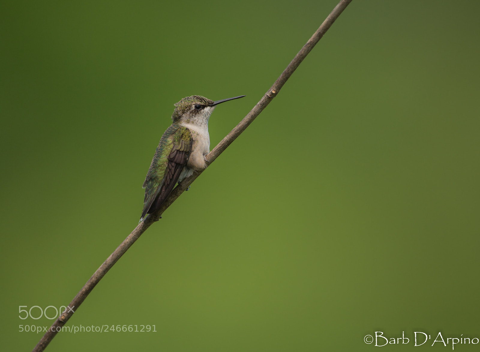 Canon EOS-1D X sample photo. Juvenile ruby-throated hummingbird photography