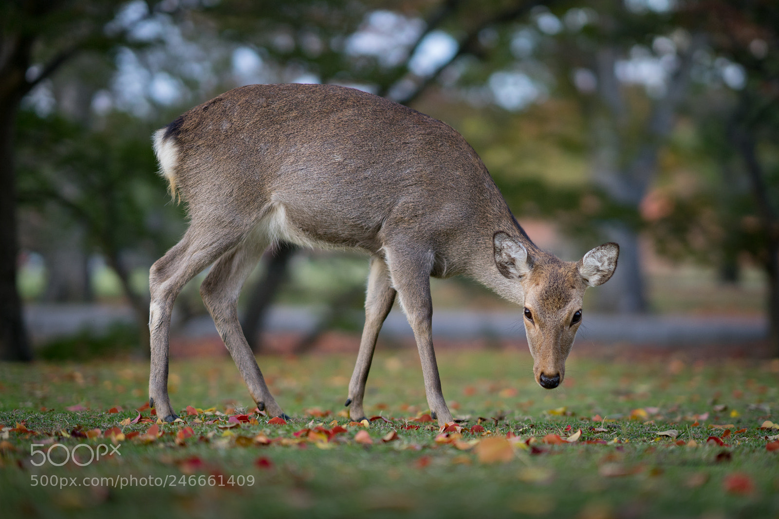 Sony a7 II sample photo. Deer in the headlights photography