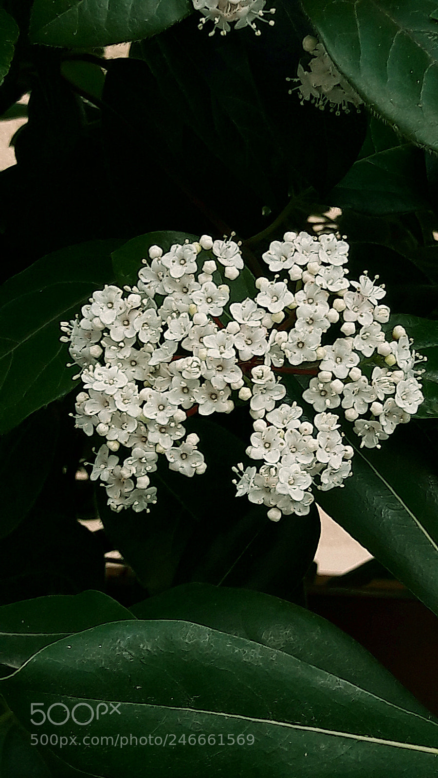 Samsung Galaxy A5(2016) sample photo. Flower photography