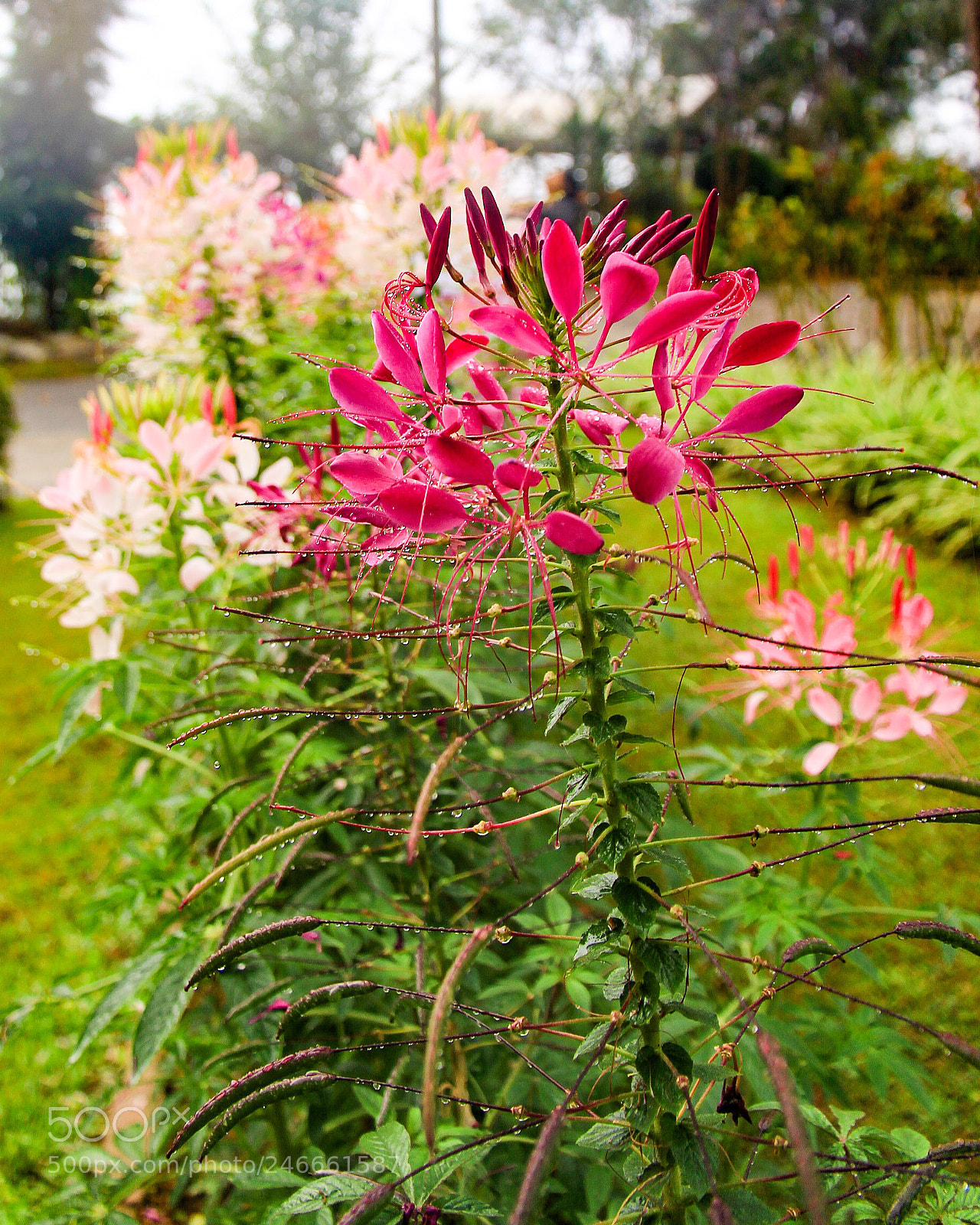 Canon EOS 60D sample photo. Flowers @ cameron highlands photography