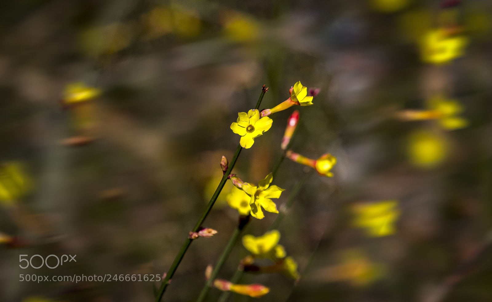 Canon EOS 7D Mark II sample photo. Blowing in the wind photography