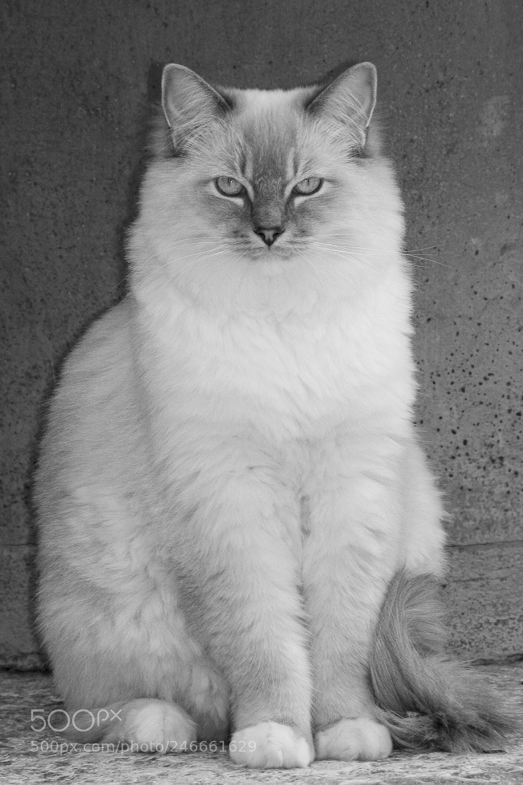 Canon EOS 40D sample photo. Untitled photography
