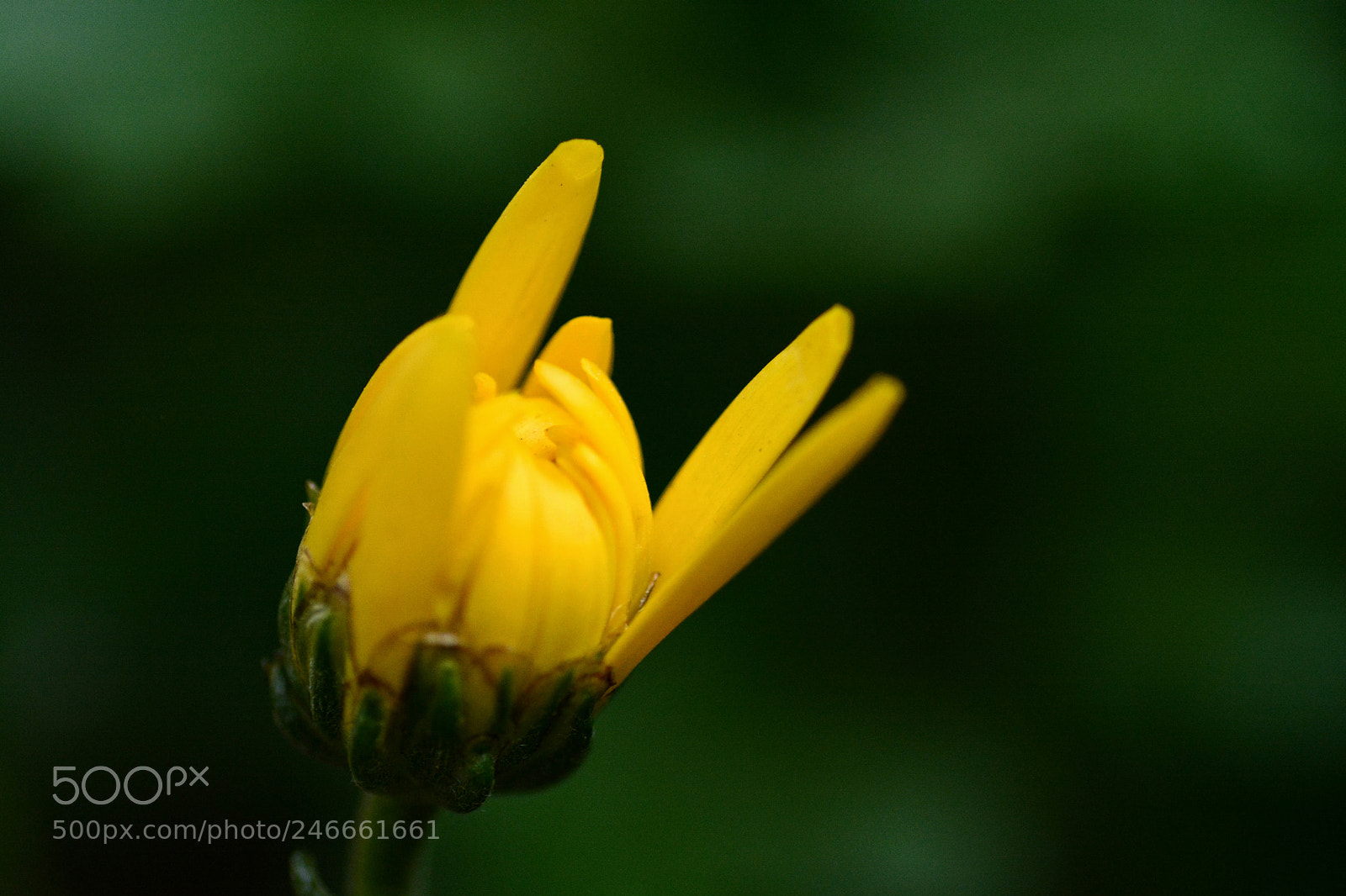 Nikon D7100 sample photo. Untitled photography
