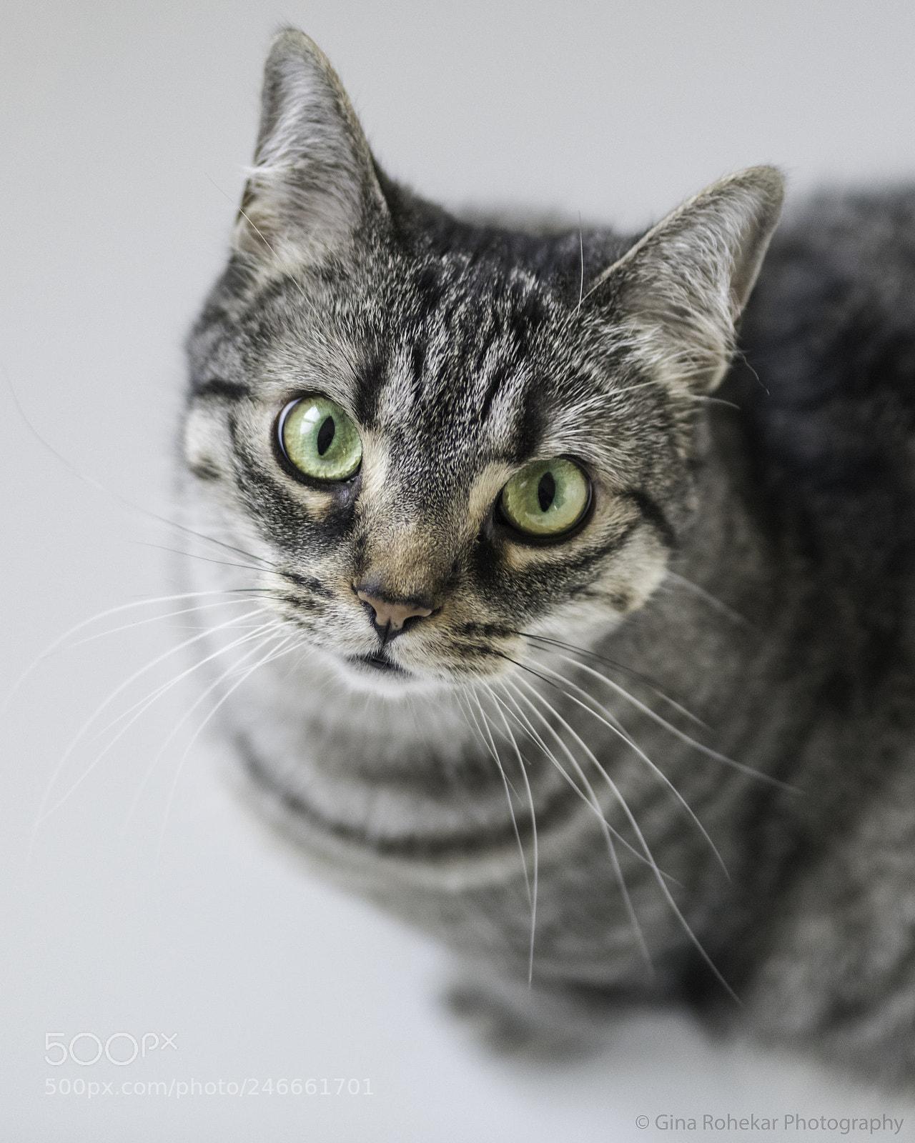 Nikon D850 sample photo. Zoe portrait photography