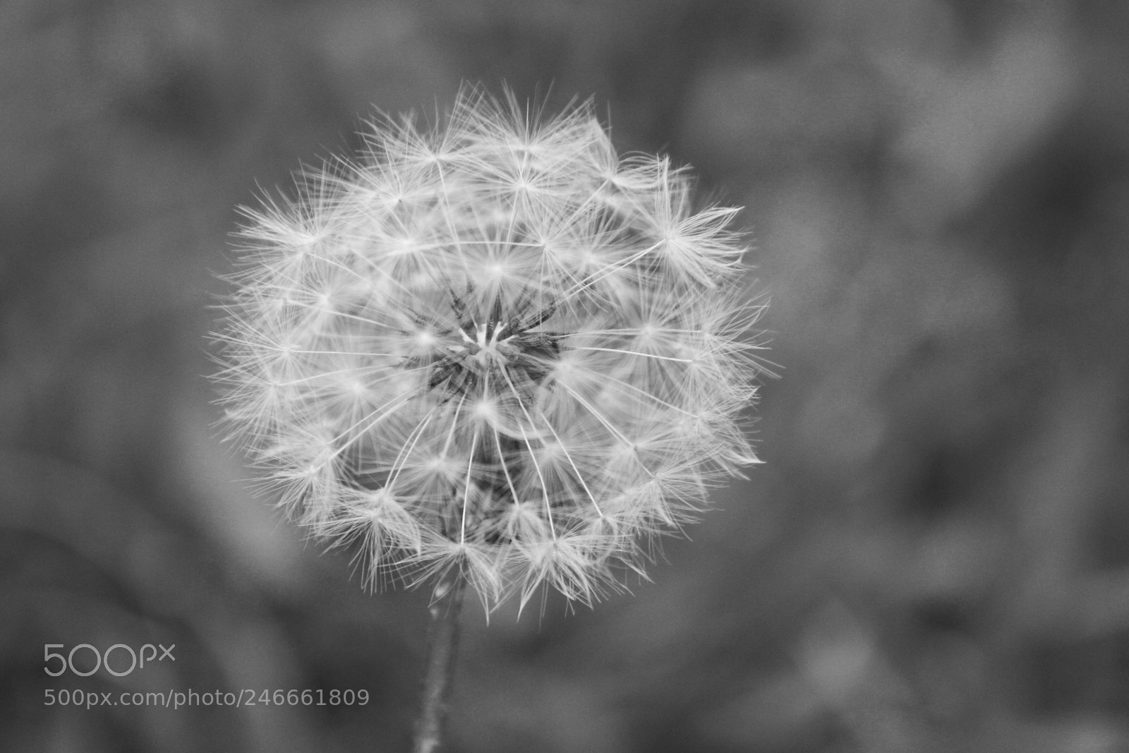 Canon EOS 7D sample photo. Untitled photography