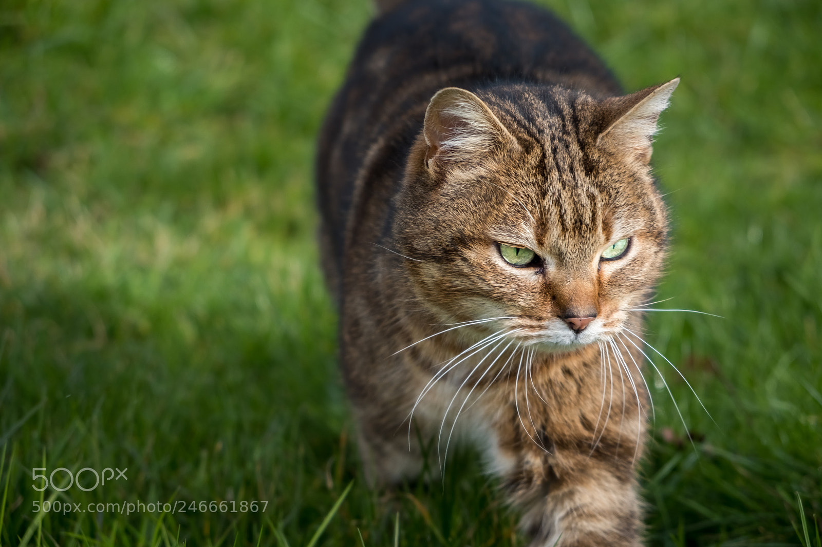 Fujifilm X-T20 sample photo. Green eyes photography