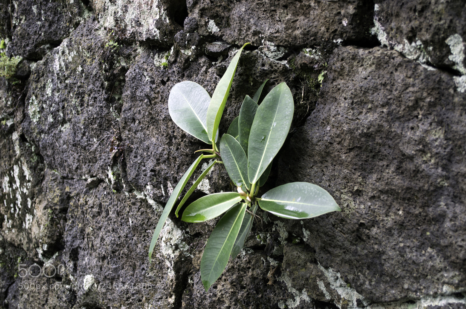 Nikon D3200 sample photo. Copy photography