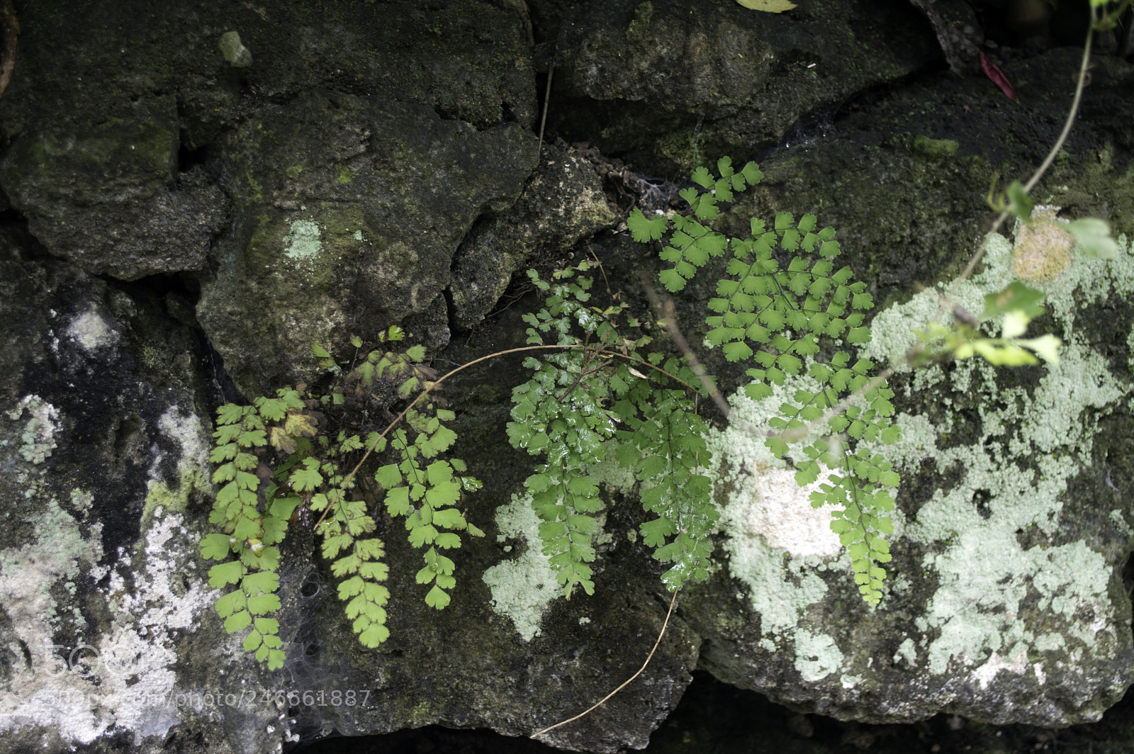 Nikon D3200 sample photo. Copy photography