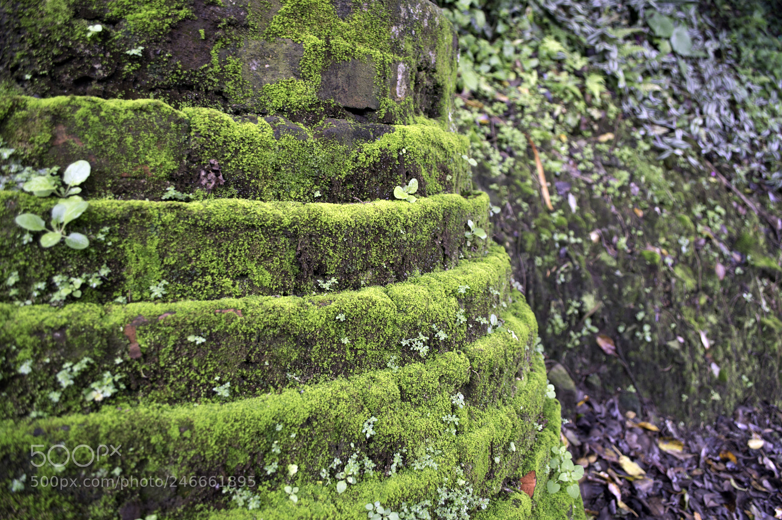Nikon D3200 sample photo. Copy photography