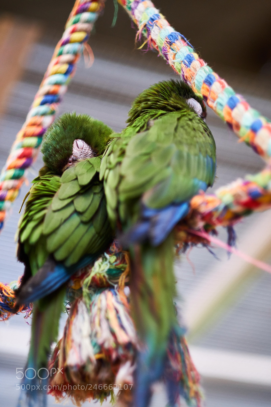 Fujifilm X-T20 sample photo. Sleeping parrots photography