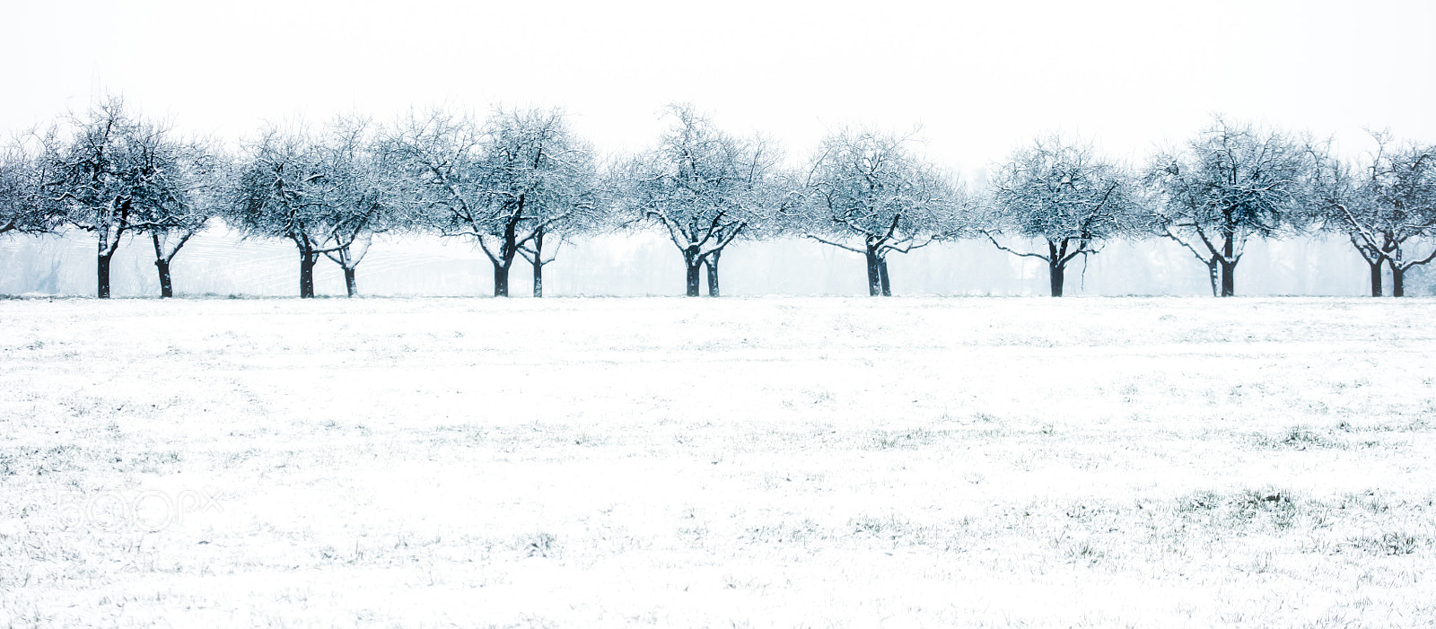 Canon EOS 5DS R sample photo. Snow row photography