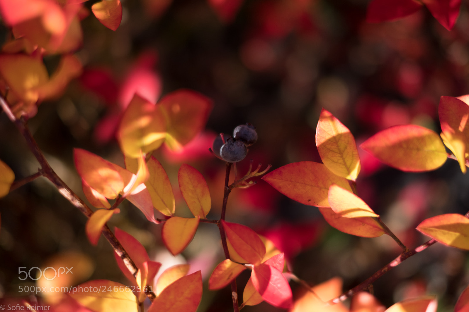 Fujifilm X-T2 sample photo. Blueberrybushes with fire photography
