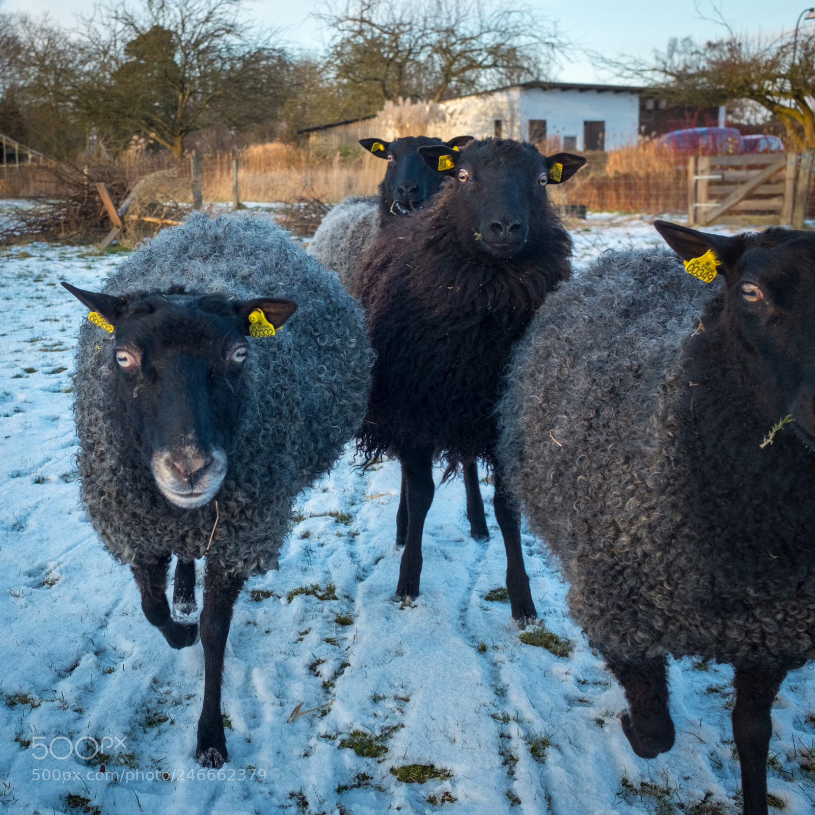 Fujifilm X100S sample photo. The sheep gang photography
