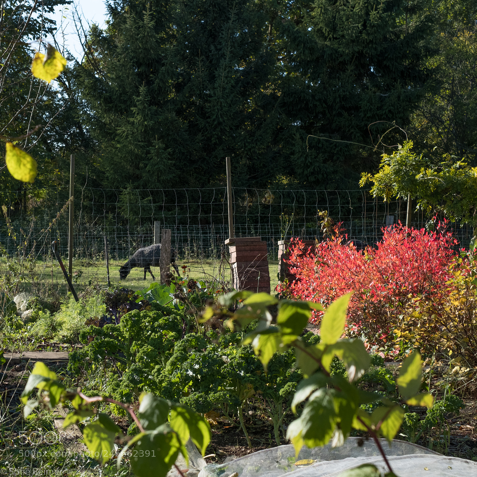 Fujifilm X-T2 sample photo. Vegetable garden photography