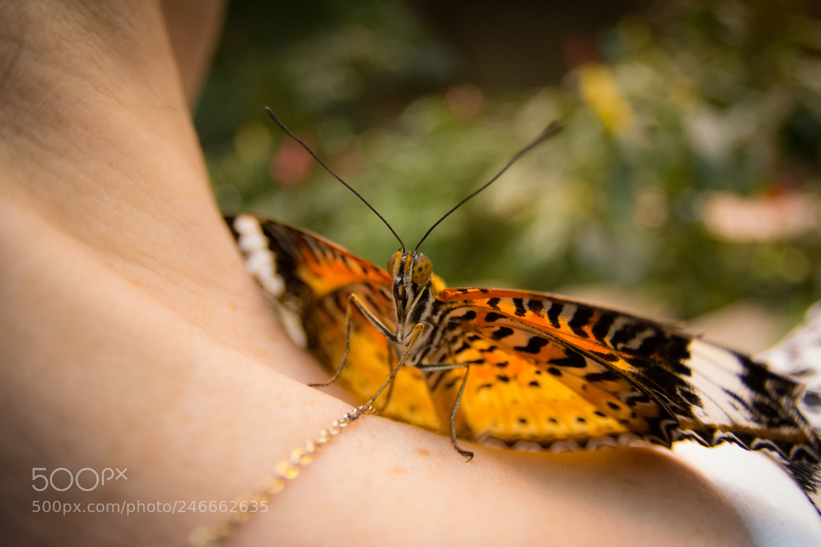 Nikon D7100 sample photo. 2597 photography