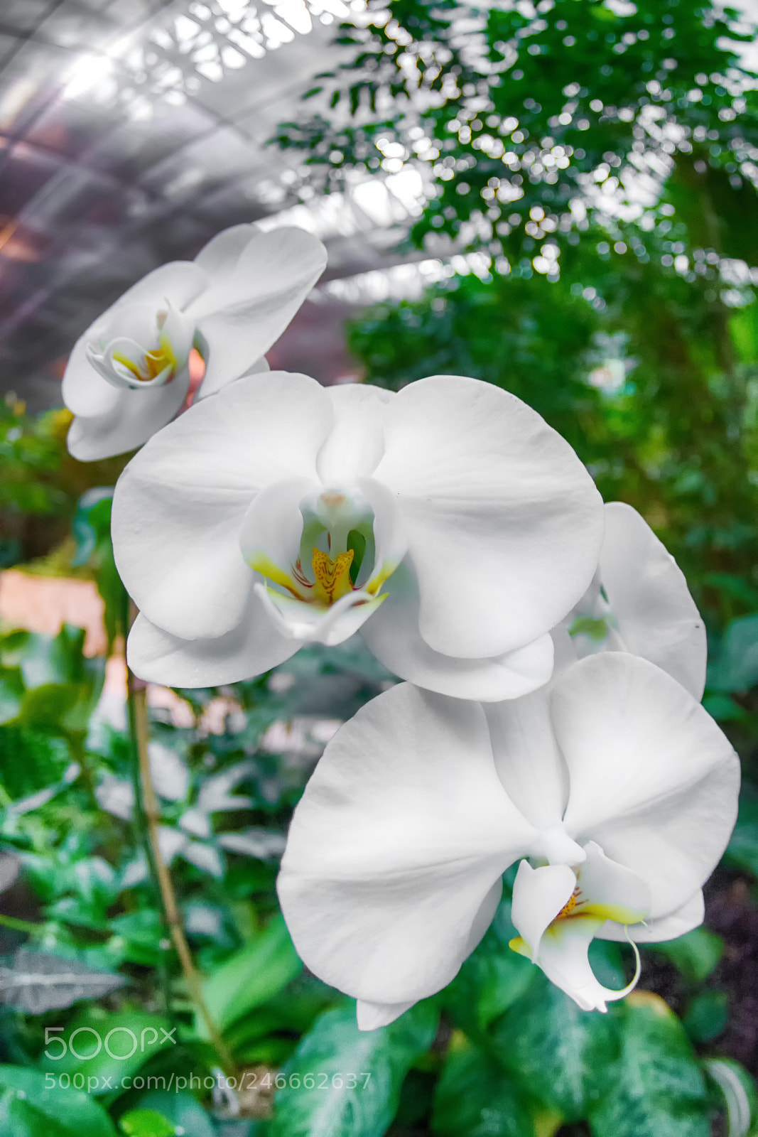 Nikon D7100 sample photo. 2604 photography