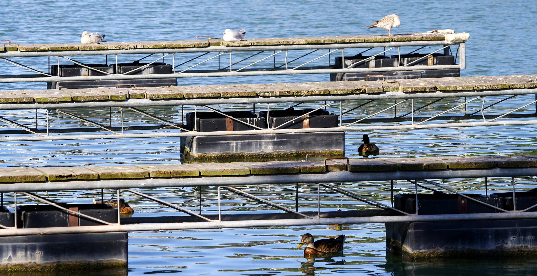 Canon EF-S 55-250mm F4-5.6 IS sample photo. Lake photography