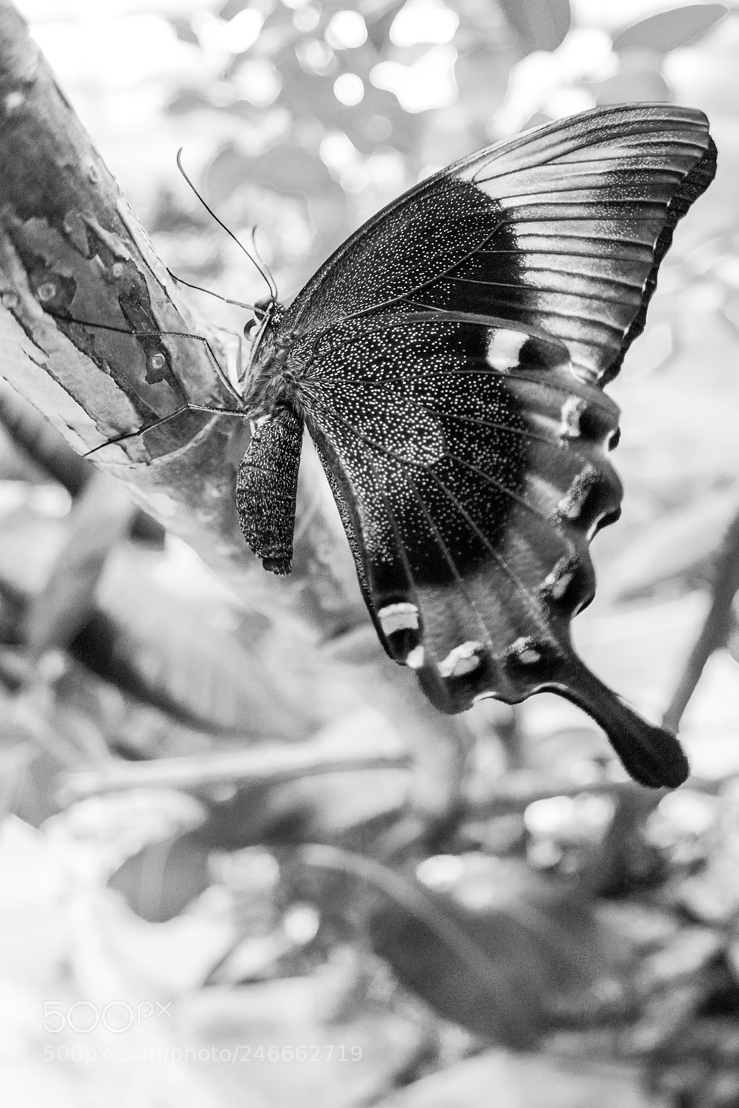 Nikon D7100 sample photo. 2647 photography