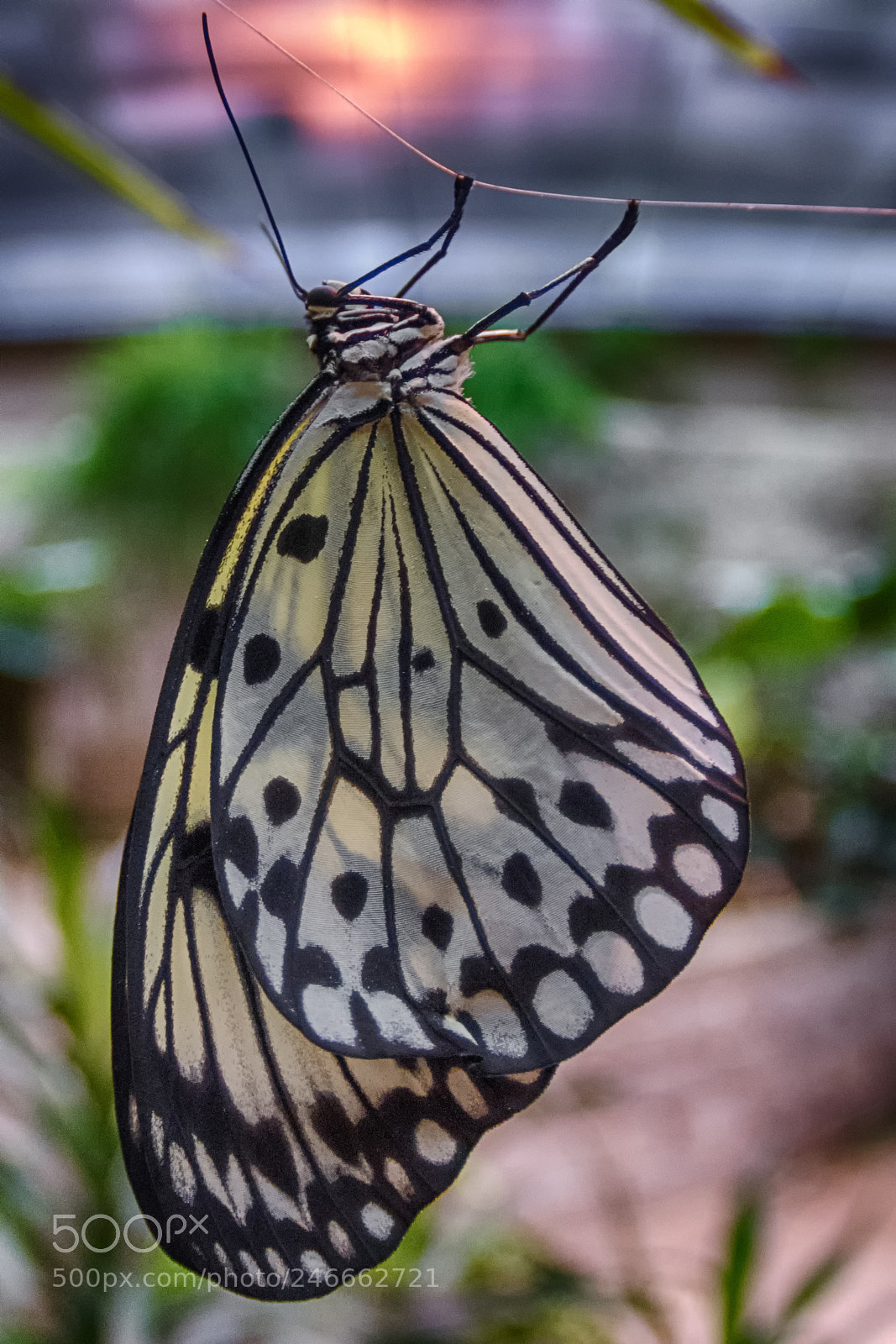 Nikon D7100 sample photo. 2635 photography