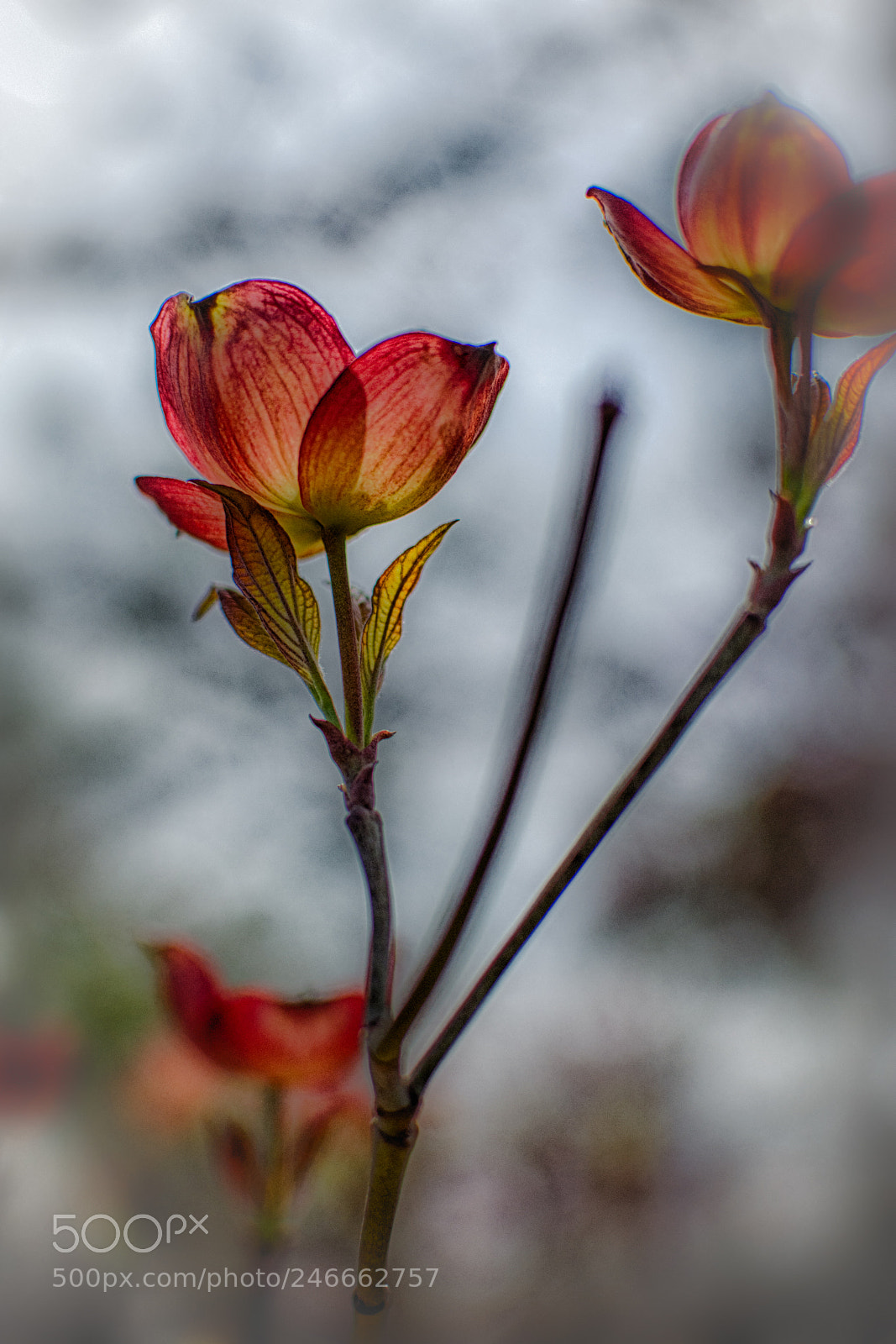 Nikon D7100 sample photo. 2745 photography