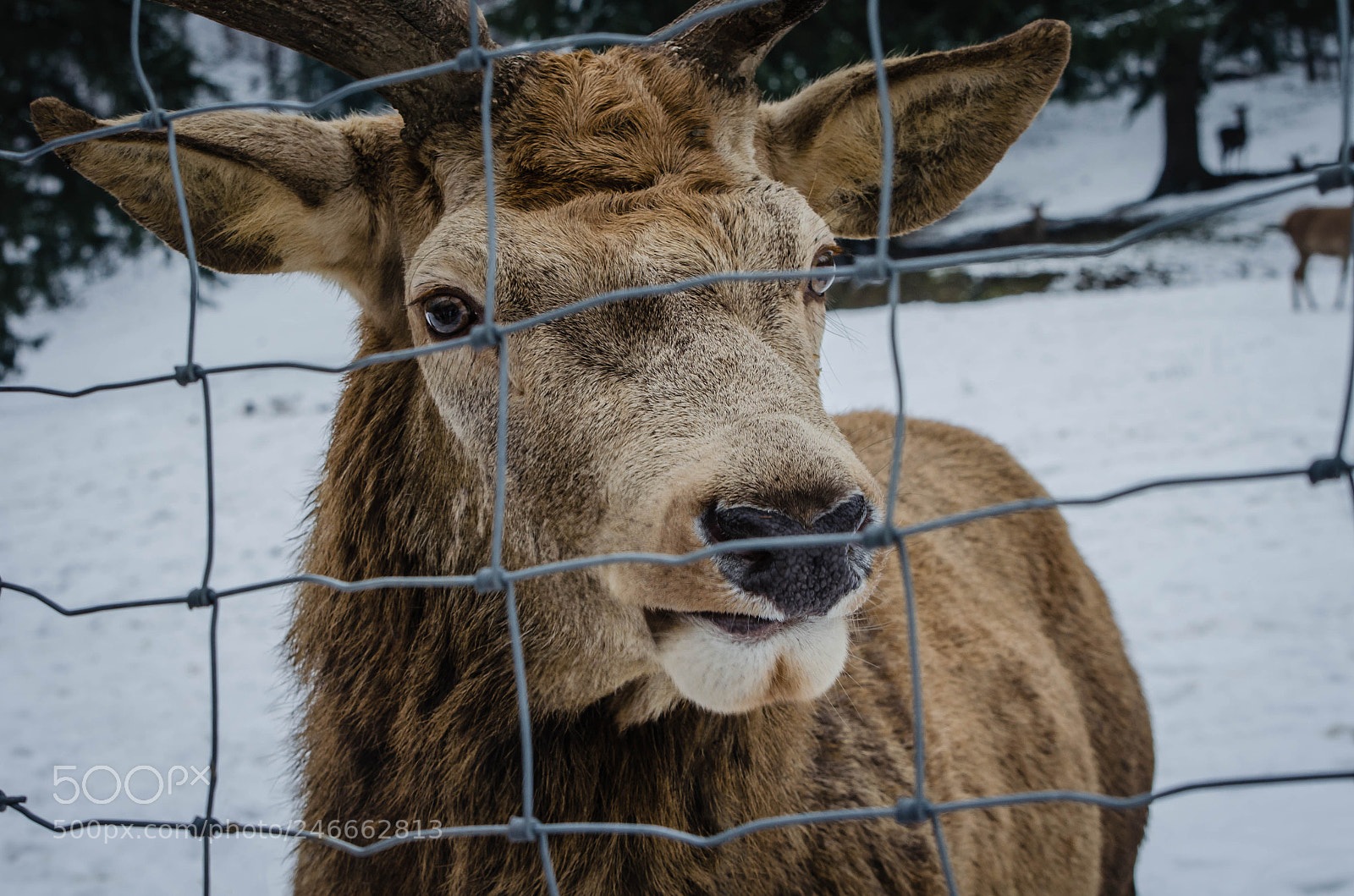 Nikon D5100 sample photo. Wild portrait photography