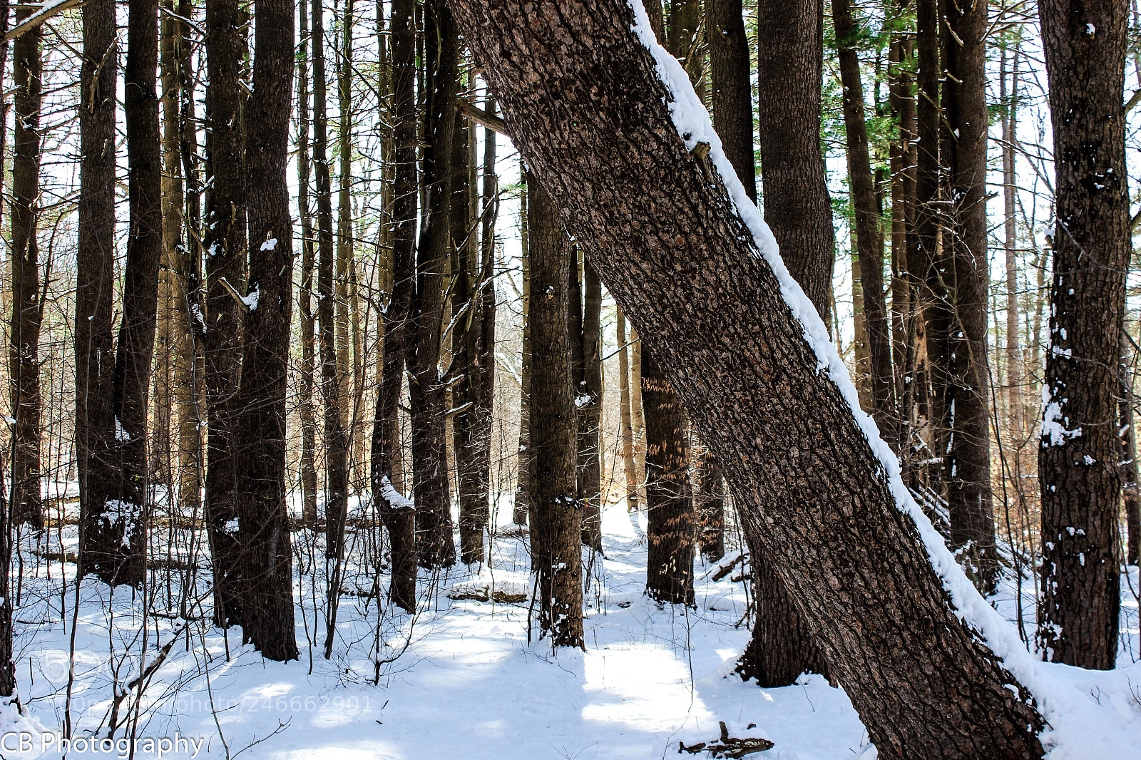Canon EOS 600D (Rebel EOS T3i / EOS Kiss X5) sample photo. Winter pines photography