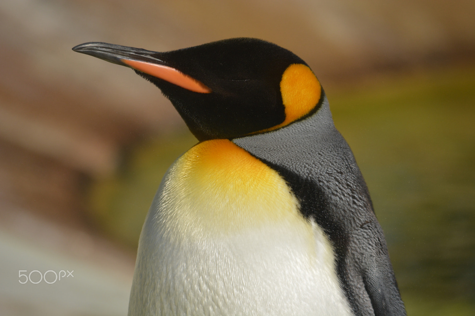 Nikon D5200 sample photo. King penguin - edinburgh zoo photography